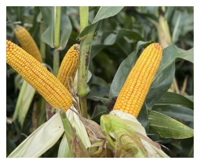 Kukurydza SY Nautilius F1 C1 50 tyś Syngenta