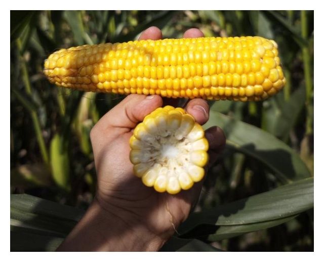 Kukurydza SY Lactos F1 C1 50 tyś Syngenta
