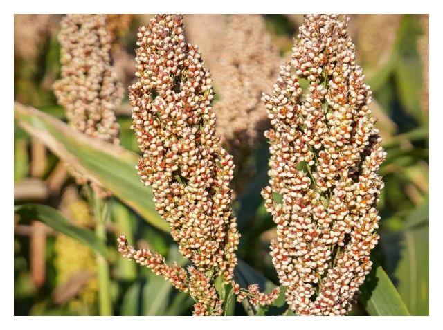 Sorgo RGT Indiggo C1 300 tyś nasion RAGT