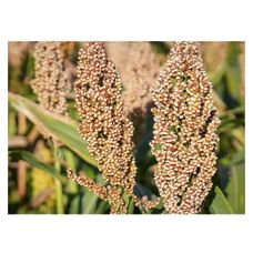 Sorgo RGT Indiggo C1 300 tyś nasion RAGT