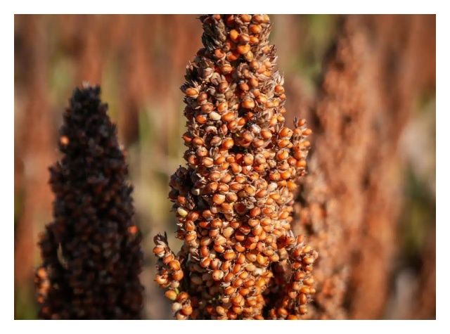 Sorgo RGT Fergguson C1 300 tyś nasion RAGT