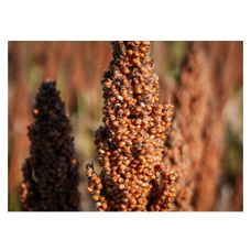 Sorgo RGT Fergguson C1 300 tyś nasion RAGT