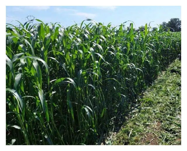 Sorgo RGT Phortos C1 25 Kg RAGT