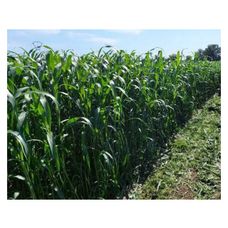 Sorgo RGT Phortos C1 25 Kg RAGT