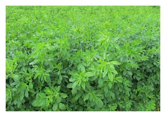 Lucerna siewna Dakota C2 Granum