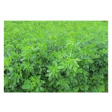 Lucerna siewna Dakota C2 Granum
