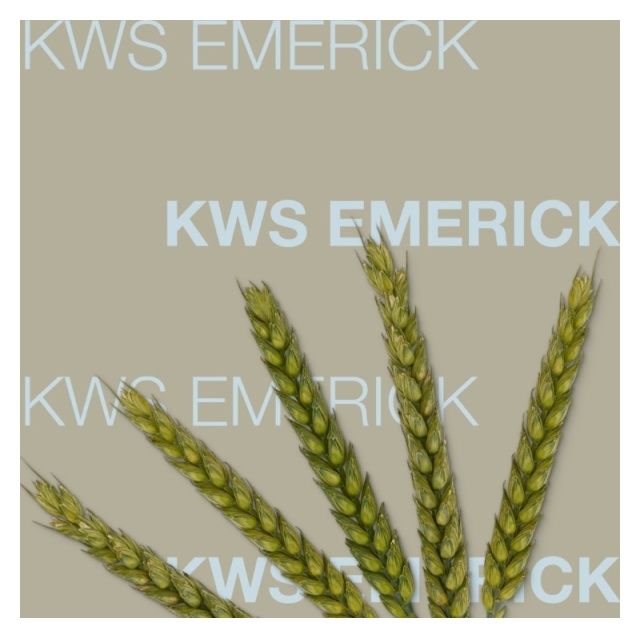 Pszenica zwyczajna ozima KWS Emerick C1 BB 1000Kg KWS
