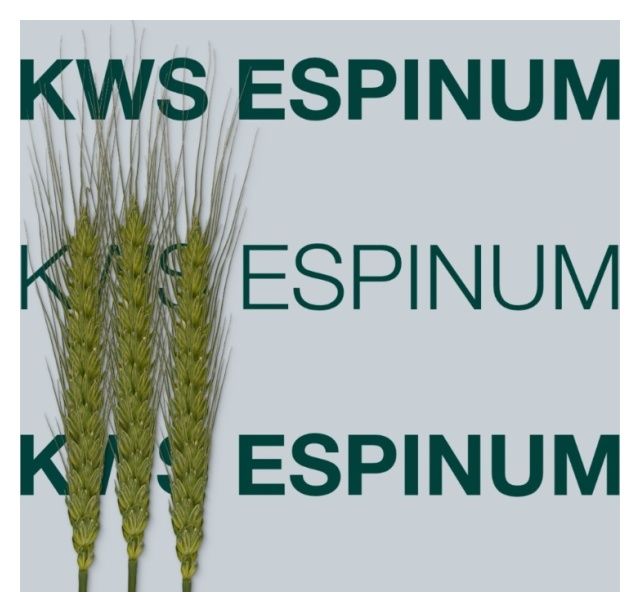Pszenica zwyczajna ozima KWS Espinum C1 BB 1000Kg KWS