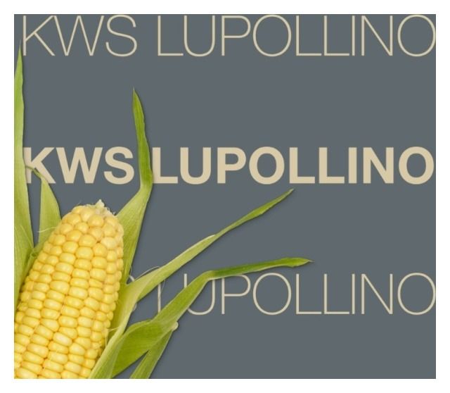 Kukurydza KWS Lupollino F1 C1 50 tyś Korit KWS