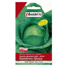 Kapusta Kamienna Głowa Plantico