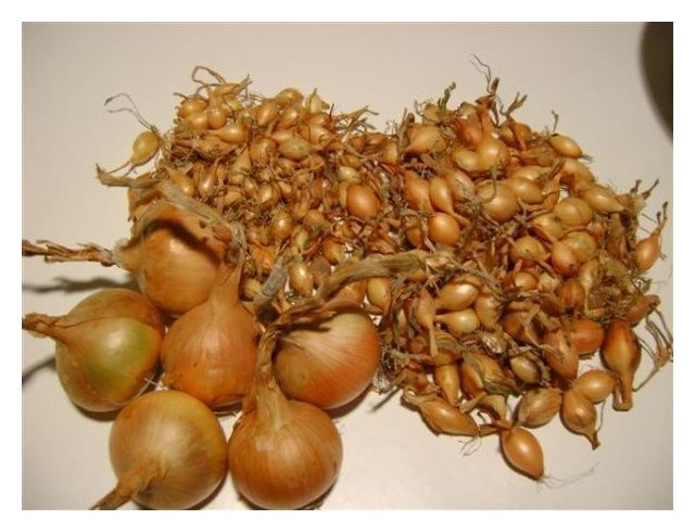 Cebula dymka odmiana Wolska II 10kg
