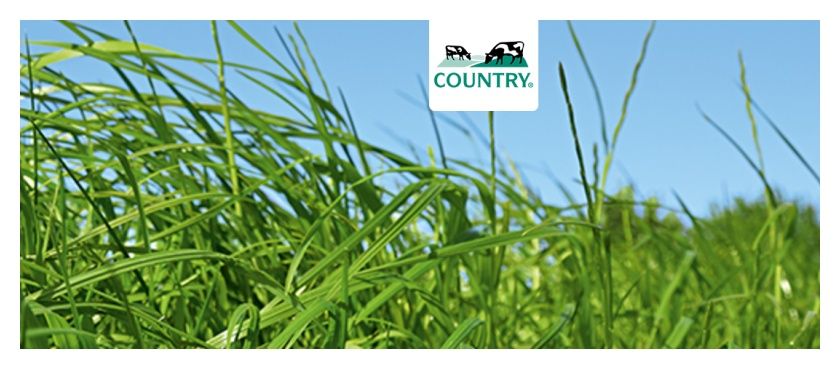 Mieszanka traw Country 2055 C1 20Kg DSV