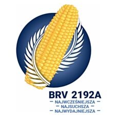 Kukurydza BRV2192A F1 C1 80 tyś Korit Brevant