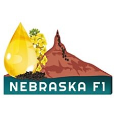 Rzepak ozimy Nebraska F1 C1 Buteo Start Rapool
