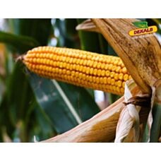 Kukurydza DKC 3441 F1 50tyś C1 Monsanto