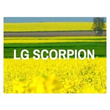 Rzepak ozimy Scorpion F1 C1 Lumiposa Limagrain