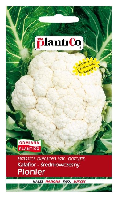 Kalafior PIONIER PlantiCo