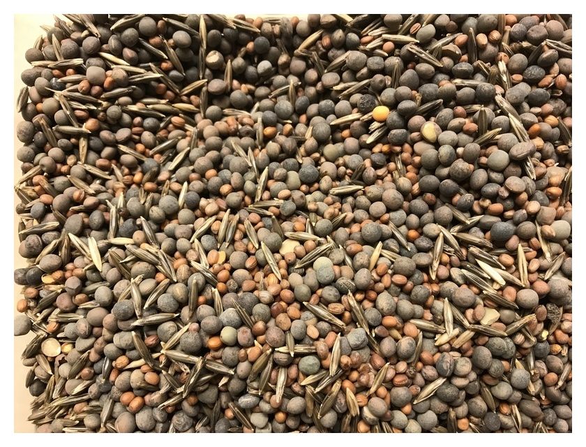 Mieszanka Viterra INTENSIV N-PLUS 25kg Saaten Union