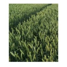 Pszenica zwyczajna jara Tybalt C1 BB 1000 kg Top Farms