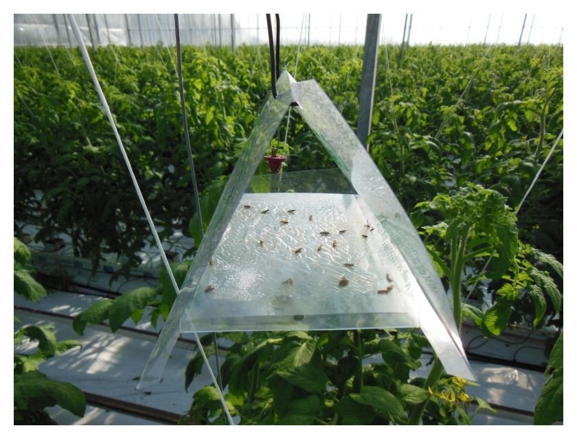 Pułapka feromonowa DELTASTOP 1 szt Biocont4