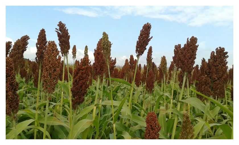 Sorgo RGT Cambrigge C1 300 tyś nasion RAGT