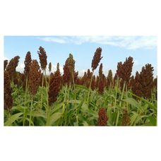 Sorgo RGT Cambrigge C1 300 tyś nasion RAGT