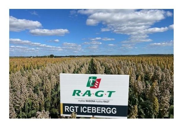 Sorgo RGT Icebergg C1 300 tyś nasion RAGT