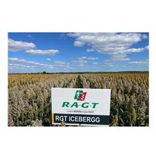 Sorgo RGT Icebergg C1 300 tyś nasion RAGT