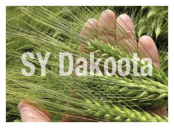 Jęczmień ozimy SY Dakoota F1 C1 900tyś nasion Syngenta