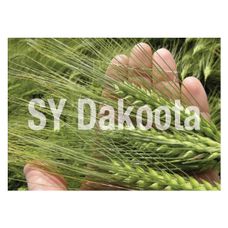 Jęczmień ozimy SY Dakoota F1 C1 900tyś nasion Syngenta
