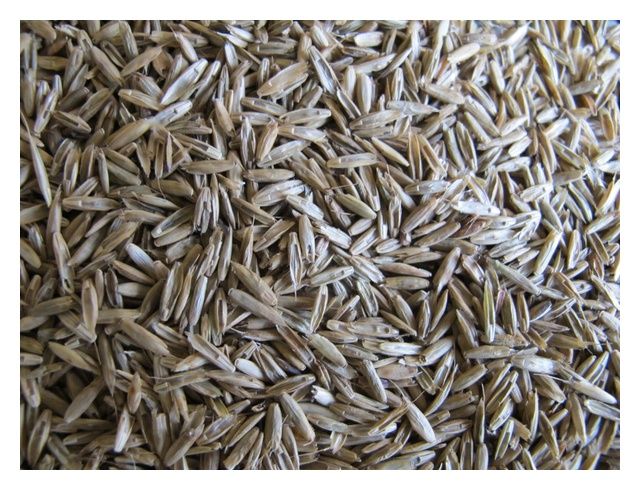 Życica wielokwiatowa TURTETRA C1 1 kg Granum