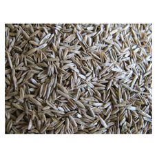 Życica wielokwiatowa TURTETRA C1 1 kg Granum