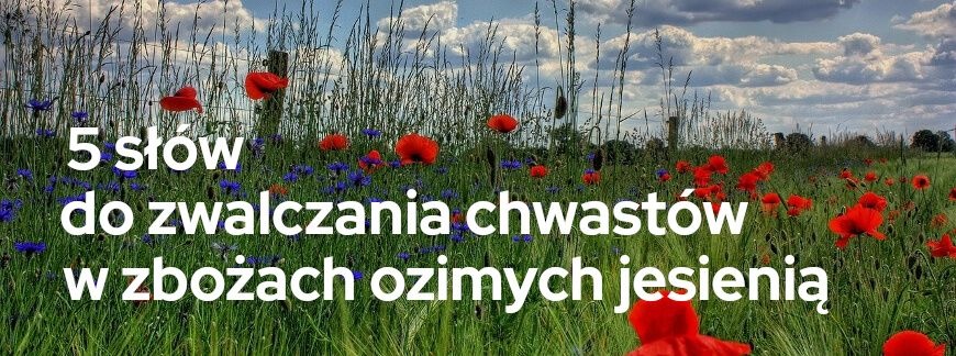 5 słów do zwalczania chwastów w zbożach ozimych jesienią | Blog Sklepfarmera.pl