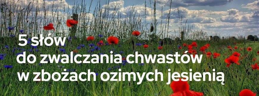 5 słów do zwalczania chwastów w zbożach ozimych jesienią