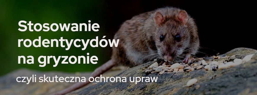 Stosowanie rodentycydów na gryzonie, czyli skuteczna ochrona upraw 