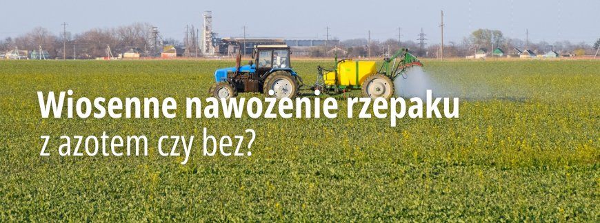 Nawożenie rzepaku azotem wiosną