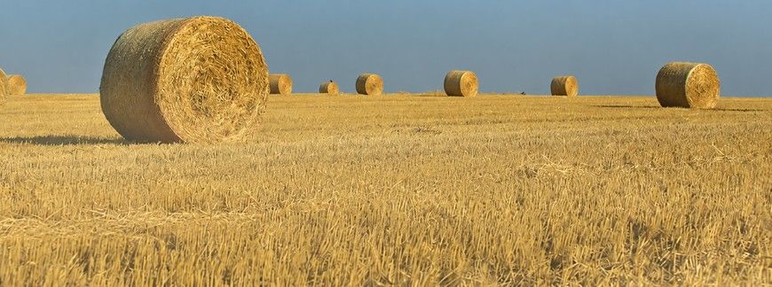 Bale słomy na ściernisku po żniwach