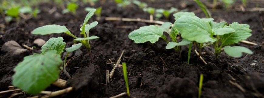Siewki rzepaku ozimego jesienią – podatne na choroby rzepaku