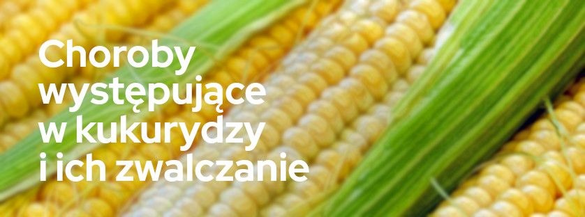 Choroby występujące w kukurydzy i ich zwalczanie | Blog Sklepfarmera.pl