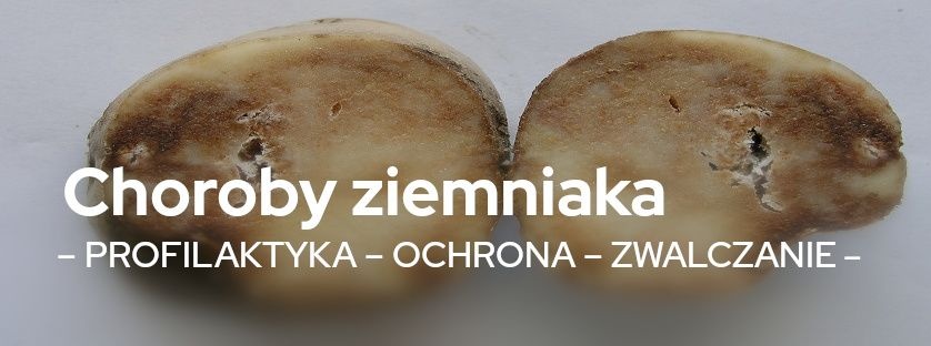 Choroby ziemniaka - profilaktyka, ochrona i zwalczanie | Blog Sklepfarmera.pl 
