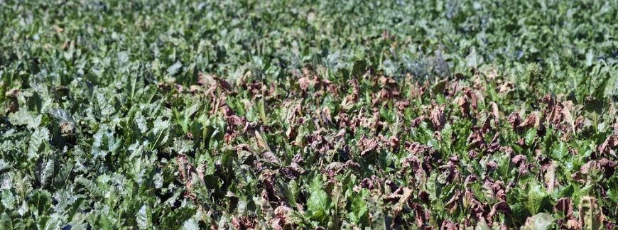 Plantacja buraka z silnym porażeniem liści przez chwościk buraka