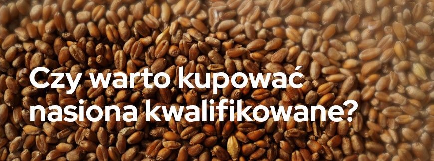 Czy warto kupować nasiona kwalifikowane?  | Blog Sklepfarmera.pl