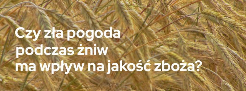 Czy zła pogoda podczas żniw ma wpływ na jakość zboża? | Blog Sklepfarmera.pl