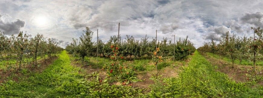 Panorama sadu – projekt sadu owocowego w 360 stopniach