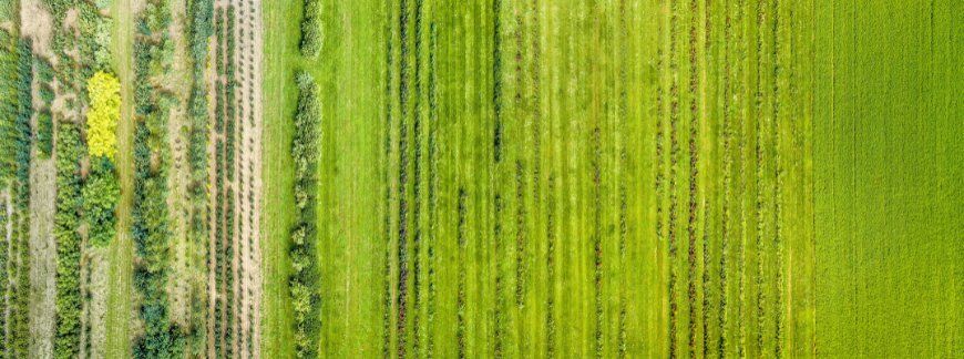 Zróżnicowane uprawy na polach w gospodarstwie rolnym. Fot. YueStock - shutterstock.com
