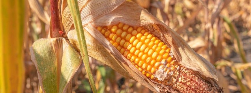 fuzarioza kolb kukurydzy – kolba z widocznym białym nalotem grzybni i uszkodzonymi ziarniakami