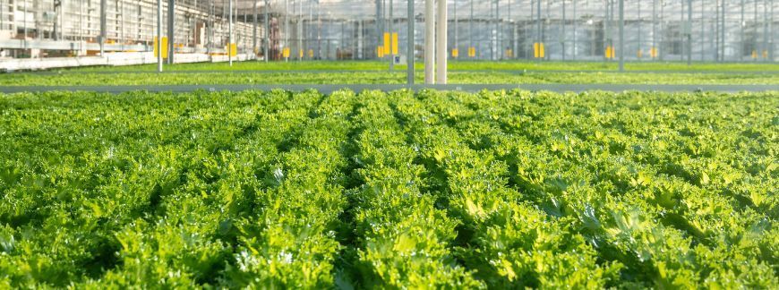 Hydroponiczna uprawa sałaty w nowoczesnej szklarni. Fot. DimaBerlin - shutterstock.com