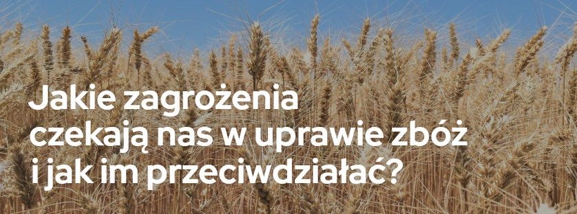 Jakie zagrożenia czekają nas w uprawie zbóż i jak im przeciwdziałać? | Blog Sklepfarmera.pl