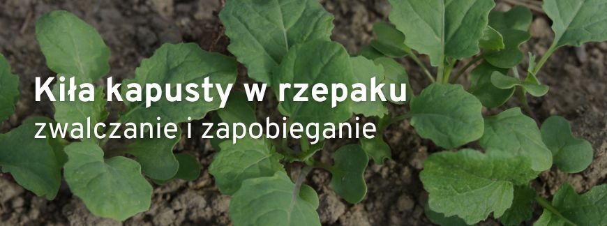 Kiła kapusty w rzepaku