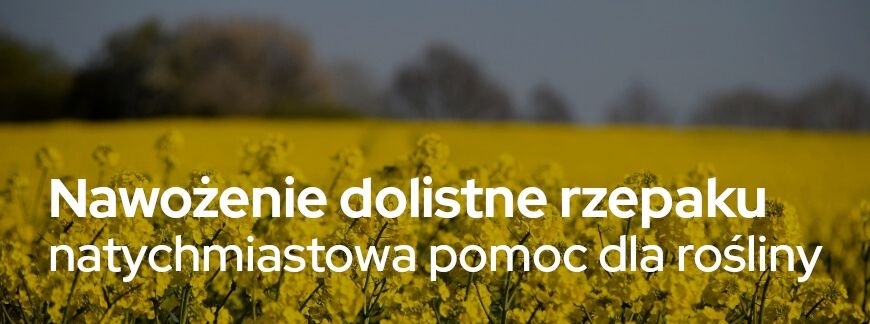 Nawożenie dolistne rzepaku, czyli natychmiastowa pomoc dla rośliny | Blog Sklepfarmera.pl